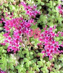 Sedum spurium 'Summer Glory'