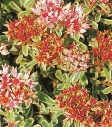 Sedum spurium' Variegata'