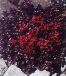 Sedum spurium 'Voodoo'