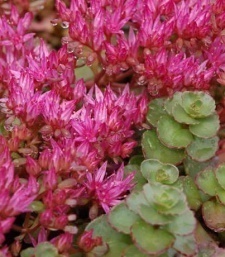 Sedum spurium