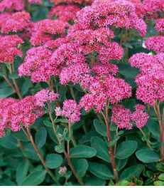Sedum telephium hy. 'Carl'