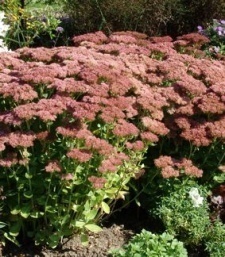 Sedum telephium hy. 'Herbstfreunde'