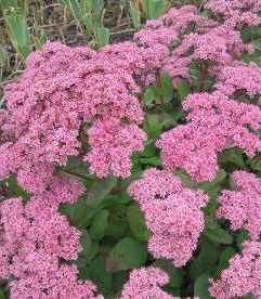 Sedum telephium hy. 'Joyce Henderson'