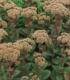 Sedum telephium hy. 'Marchen'