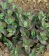 Sedum telephium hy. 'Matrona'