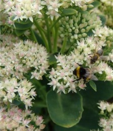 Sedum (telephium) maximum