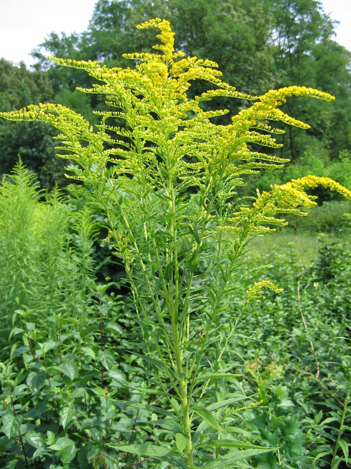 Solidago canadensis