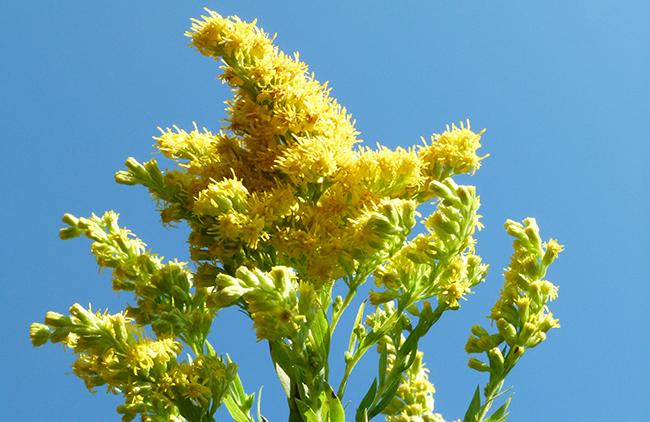 Solidago gigantea
