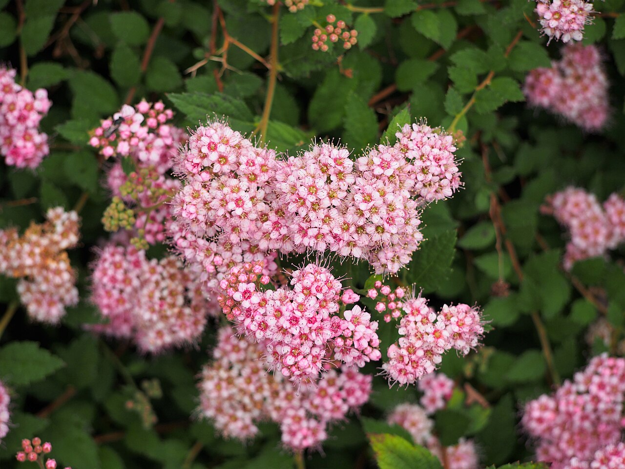 Spiraea japonica