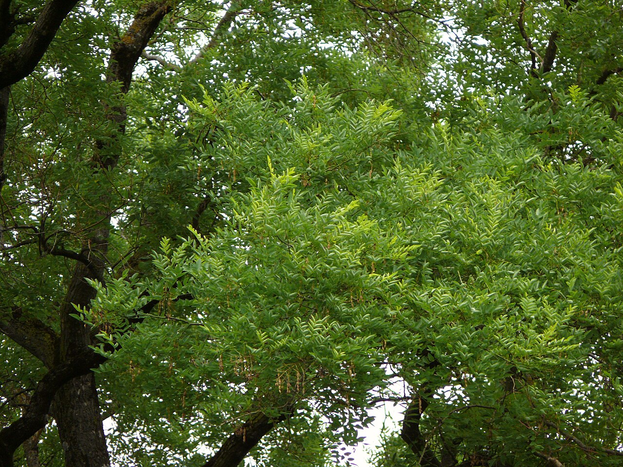 Styphnolobium japonicum