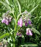 Symphytum officinale