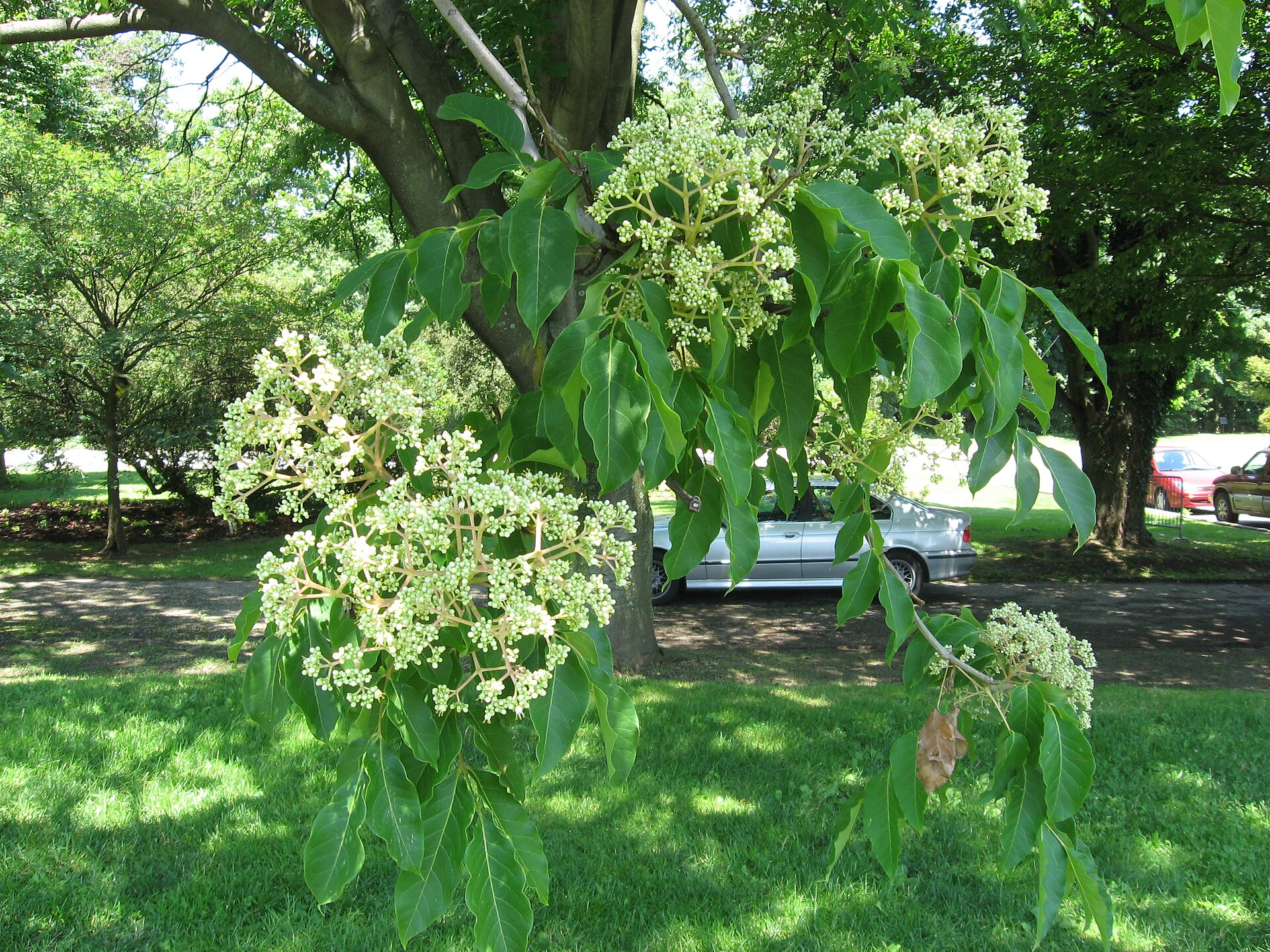 Tetradium daniellii