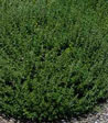 Teucrium chamaedrys