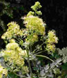 Thalictrum flavum ssp.glaucum