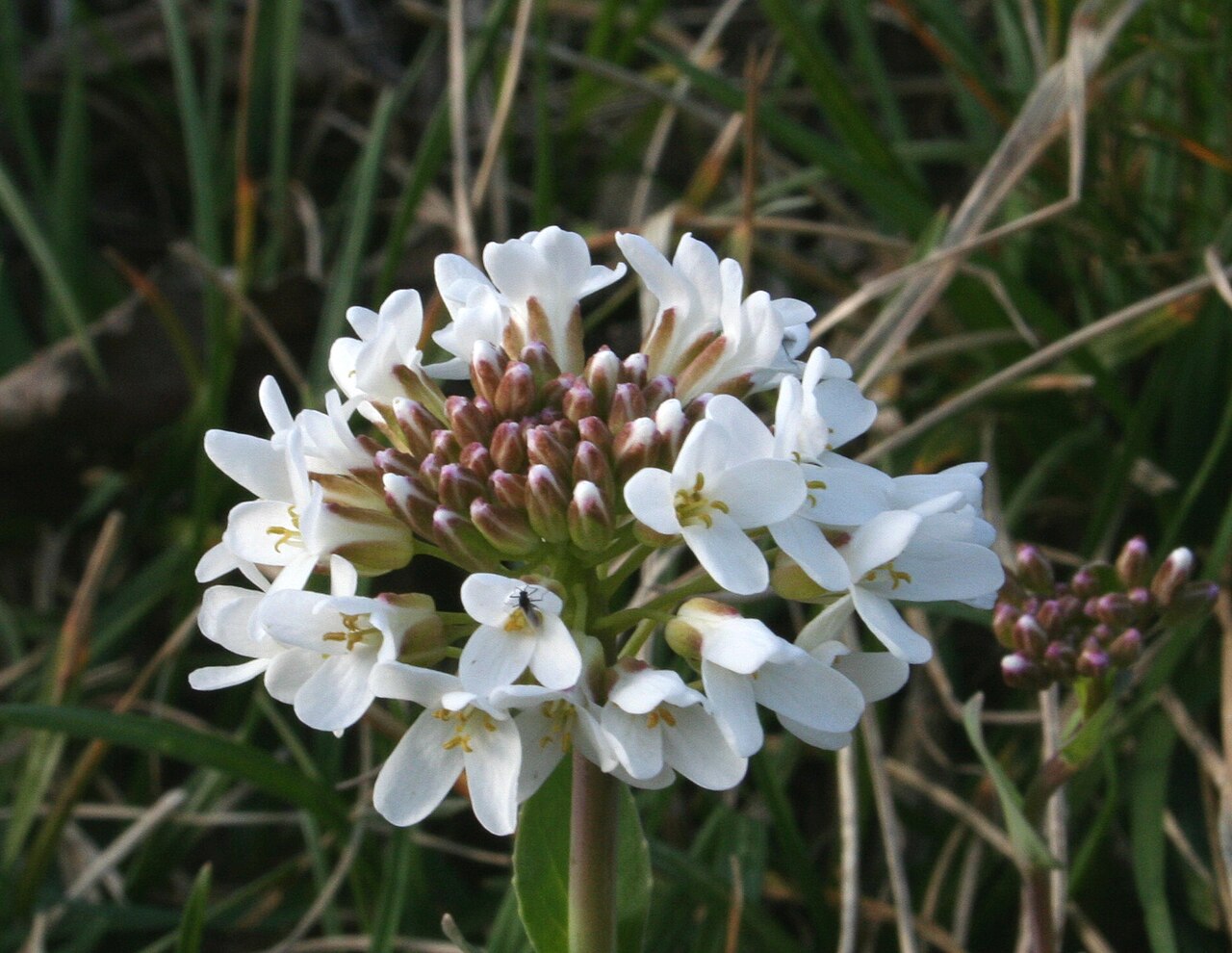 Thlaspi praecox