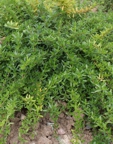Thymus longicaulis