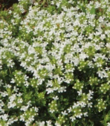 Thymus praecox 'Albiflorus'