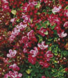 Thymus praecox 'Minor'