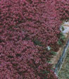 Thymus praecox