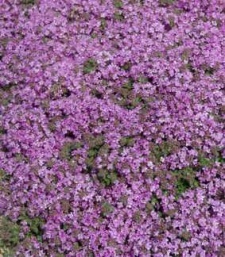 Thymus praec.var.pseudolanuginosa