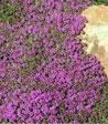Thymus serpyllum 'Coccineum Minor'