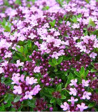 Thymus serpyllum 'Coccineum'