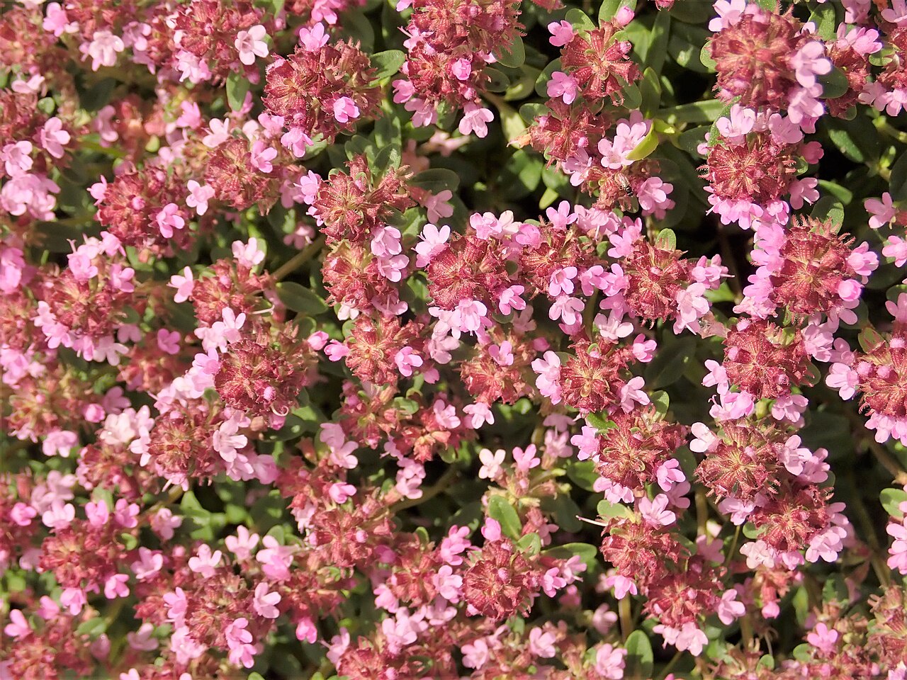 Thymus serpyllum