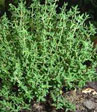 Thymus vulgaris 'Compacta'