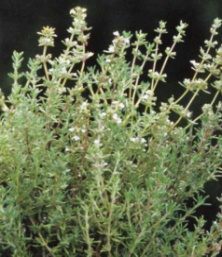 Thymus vulgaris