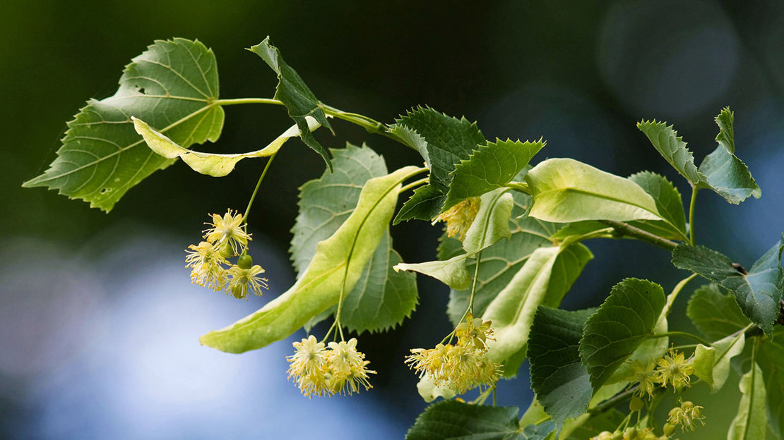 Tilia cordata