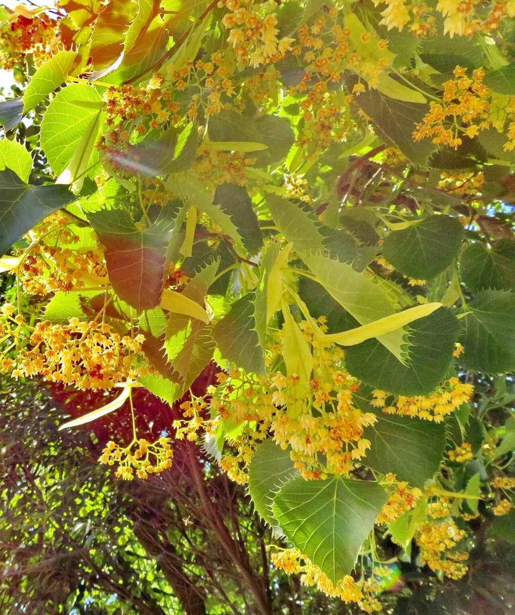 Tilia henryana