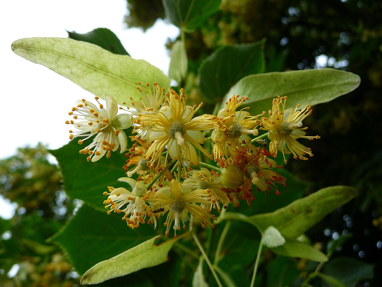 Tilia platyphyllos