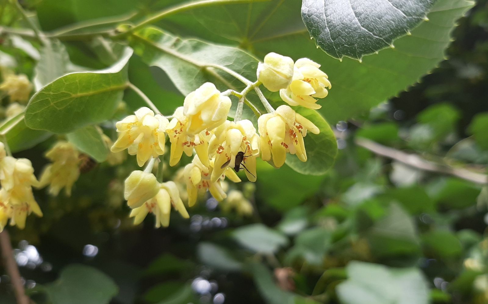 Tilia tomentosa