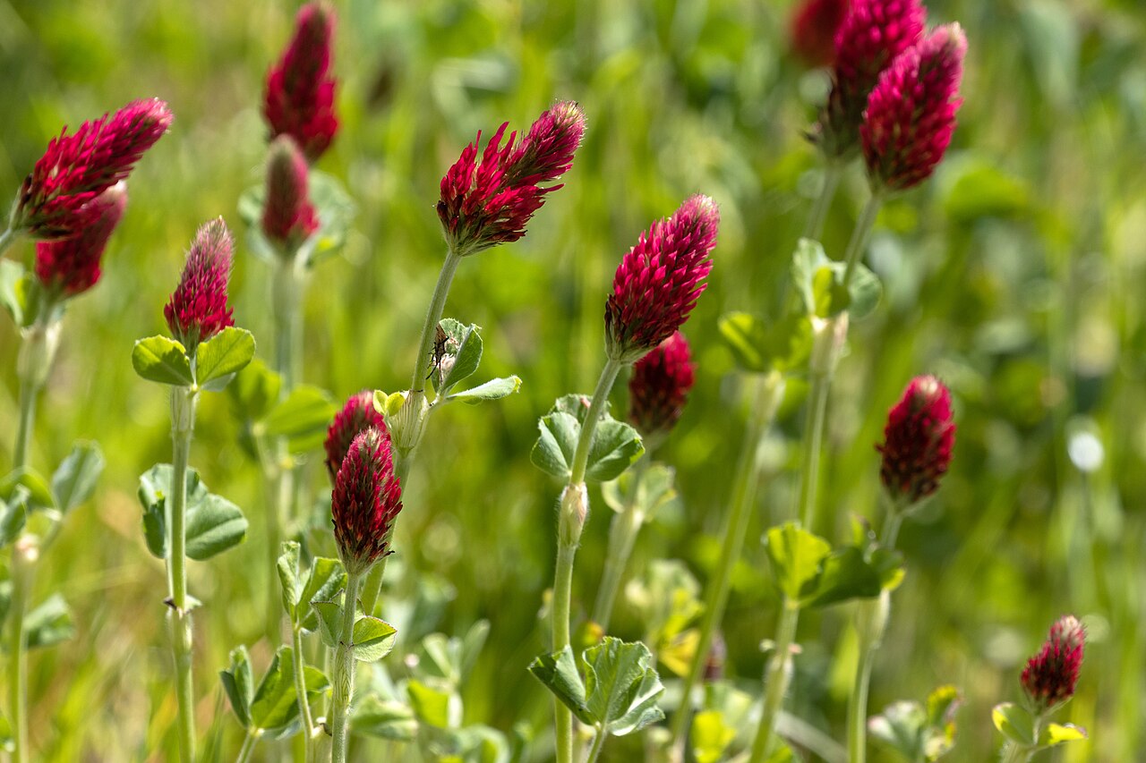Trifolium incarnatum