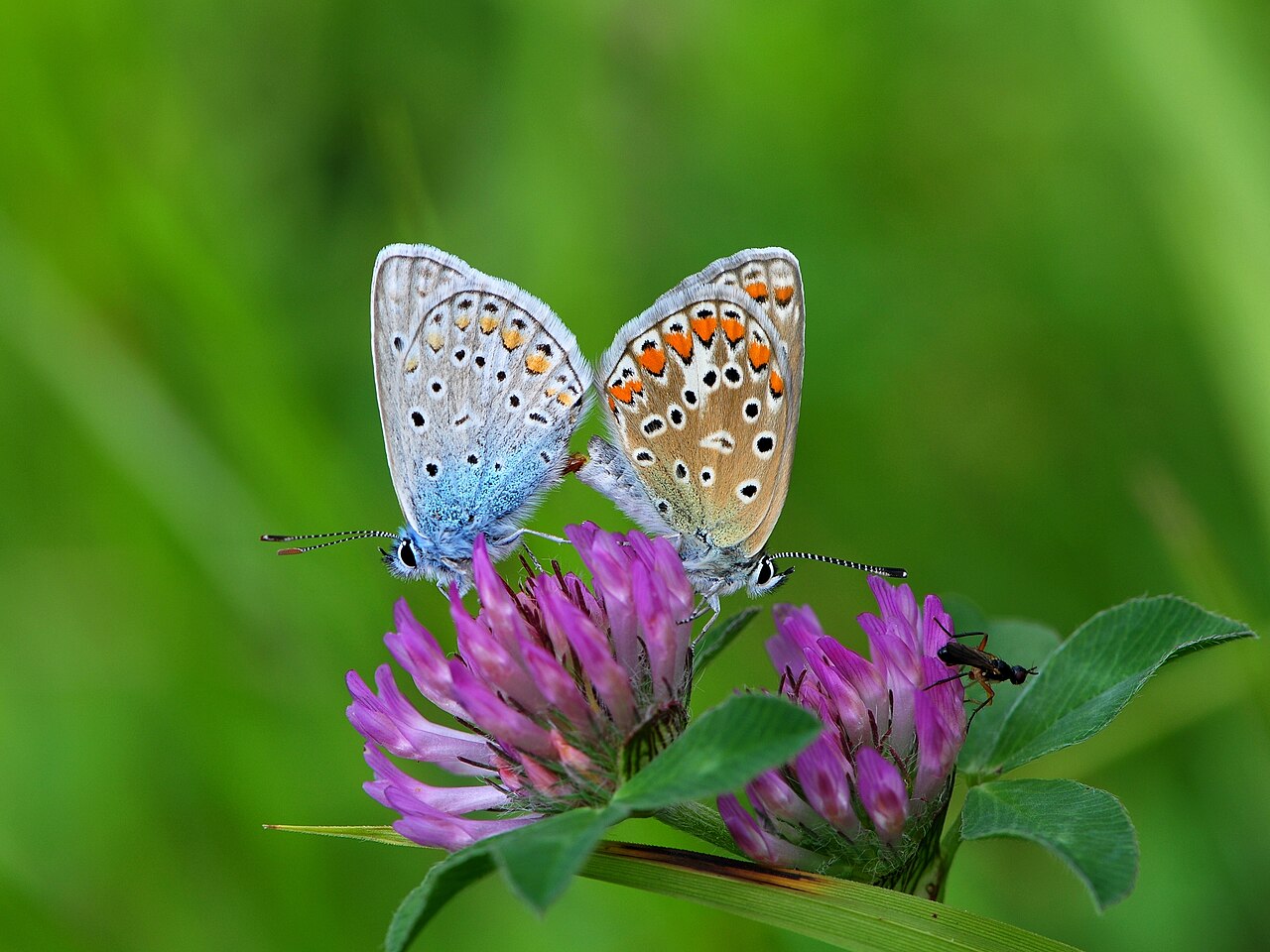 Trifolium pratense