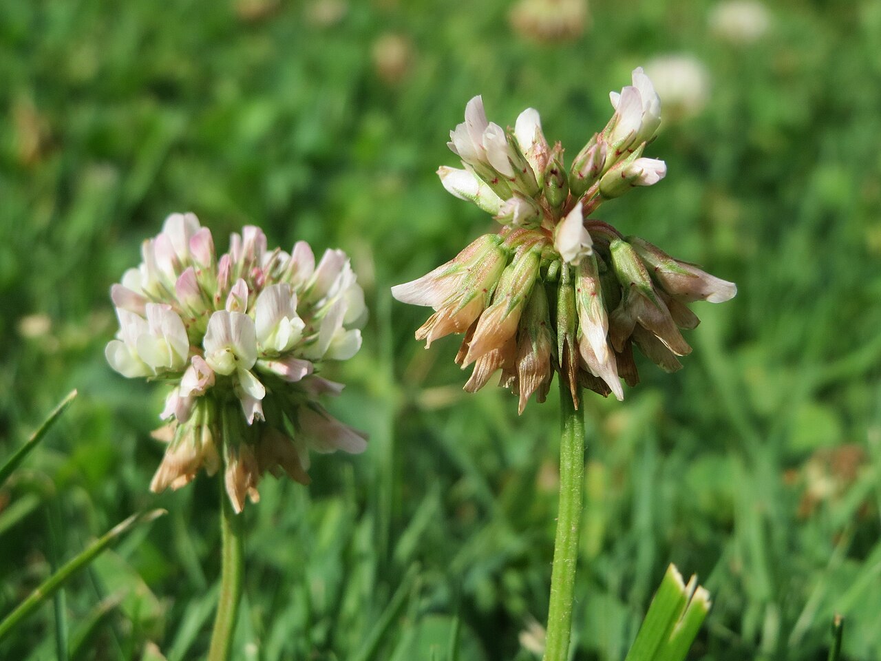 Trifolium repens