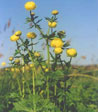 Trolius europaeus