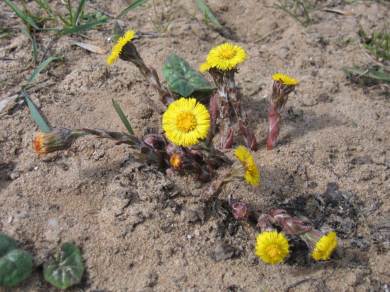 Tussilago farfara