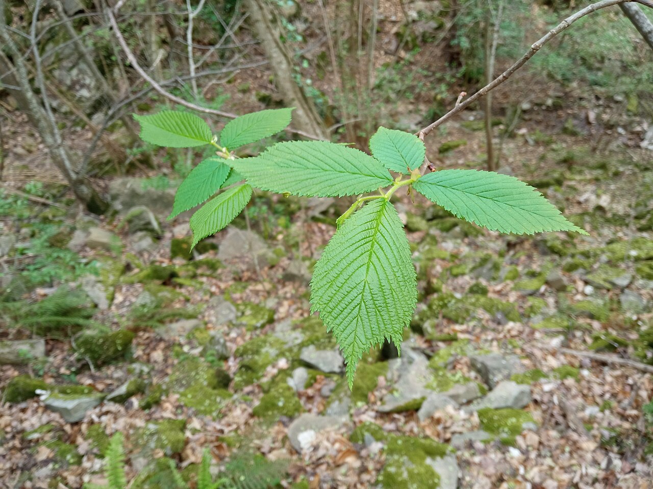 Ulmus glabra