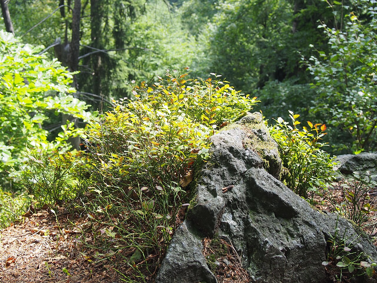 Vaccinium myrtillus