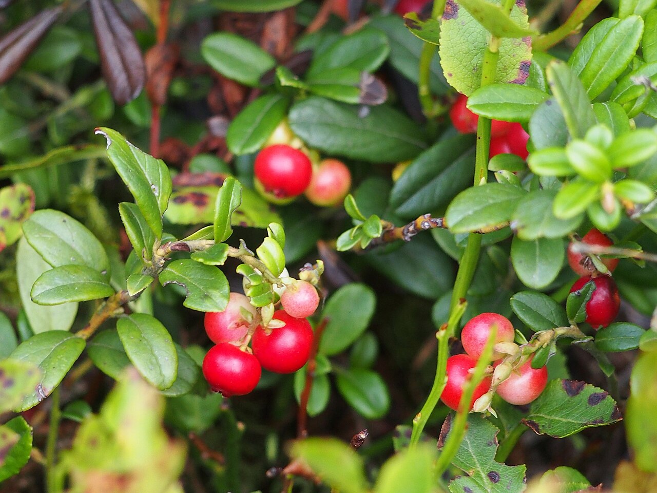 Vaccinium vitis-idaea