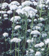 Valeriana officinalis