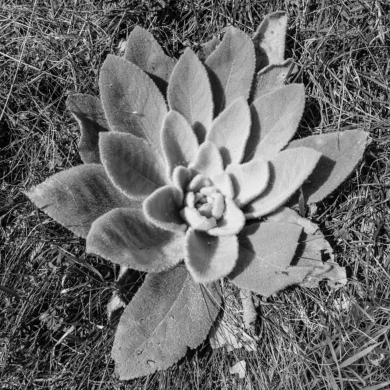 Verbascum thapsus