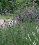 Verbena bonariensis