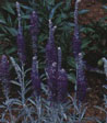 Veronica incana