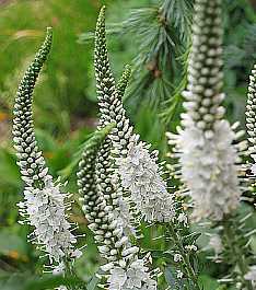 Veronica longifolia 'Alba'