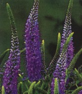 Veronica longifolia