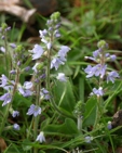 Veronica officinalis