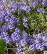 Veronica prostrata