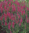 Veronica spicata 'Red Fox'